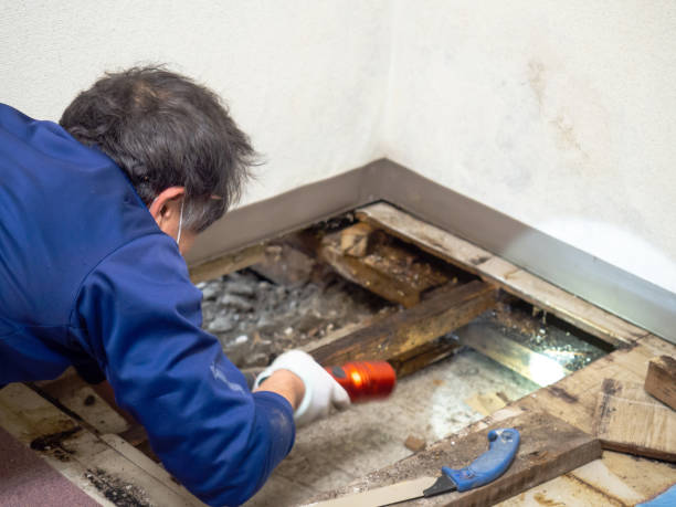 Best Mold Removal Company Near Me  in The Crossings, FL