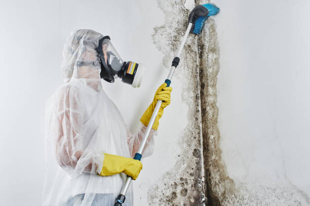 Best Local Mold Removal Service  in The Crossings, FL
