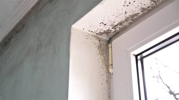 Home Mold Removal in The Crossings, FL