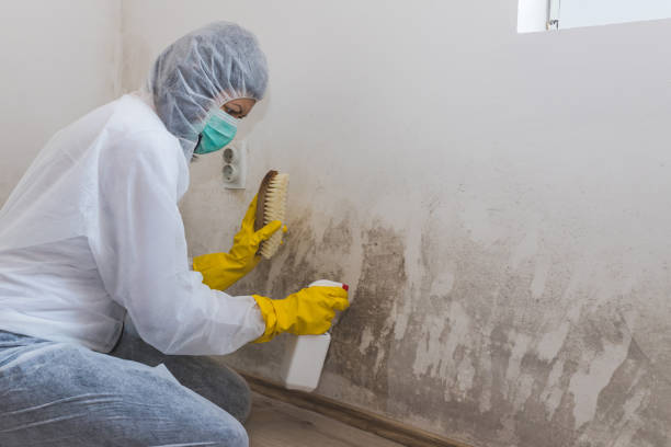Best Commercial Mold Removal  in The Crossings, FL