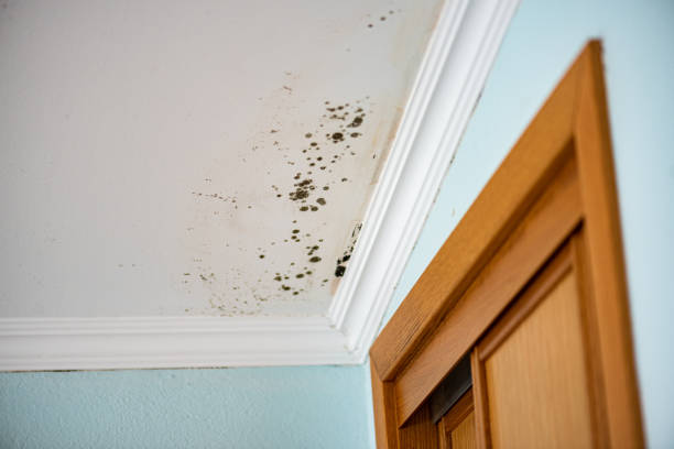 Best Certified Mold Removal  in The Crossings, FL