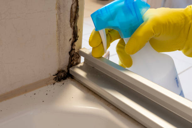 Mold Removal and Inspection in The Crossings, FL