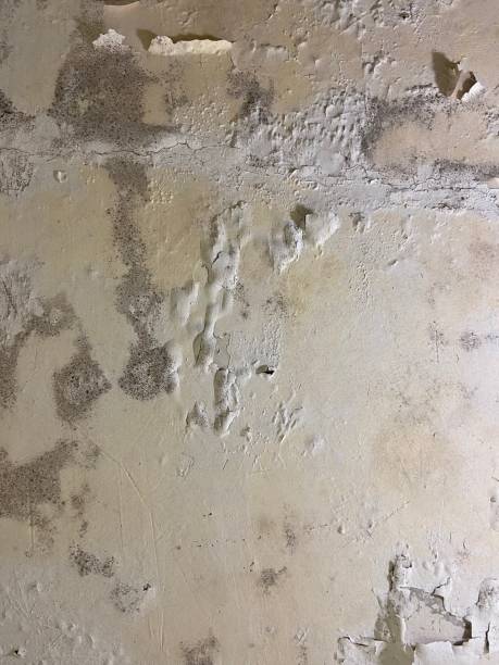 Best Office Mold Removal Services  in The Crossings, FL