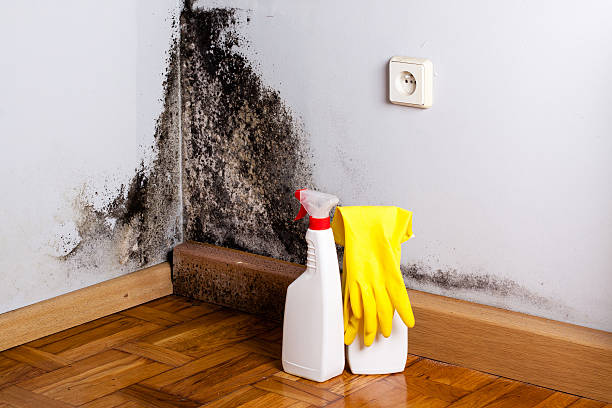 Crawl Space Mold Removal in The Crossings, FL