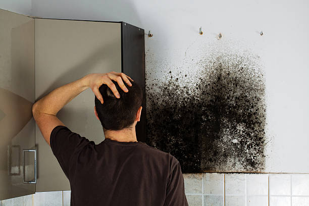 Best Same-Day Mold Removal  in The Crossings, FL