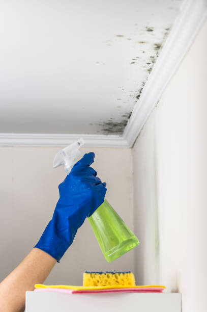 Best Professional Mold Removal  in The Crossings, FL