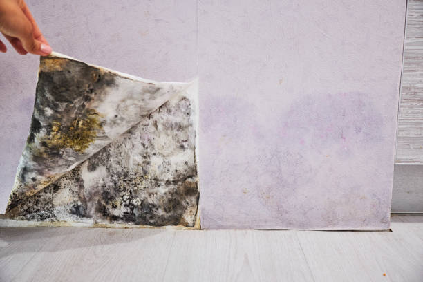 Best Home Mold Removal  in The Crossings, FL